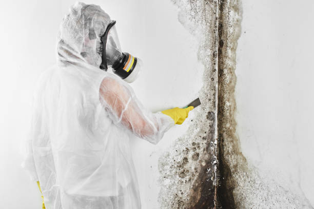 Best Mold Remediation  in Springfield, MA