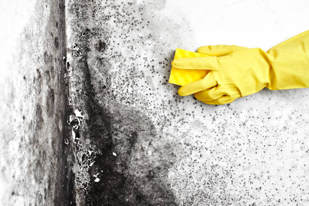 Best Commercial Mold Removal  in Springfield, MA