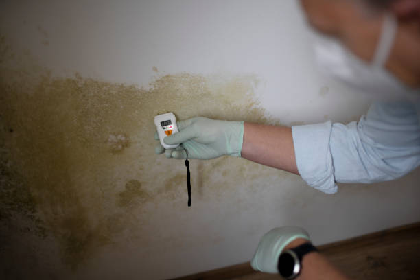 Best Residential Mold Removal  in Springfield, MA