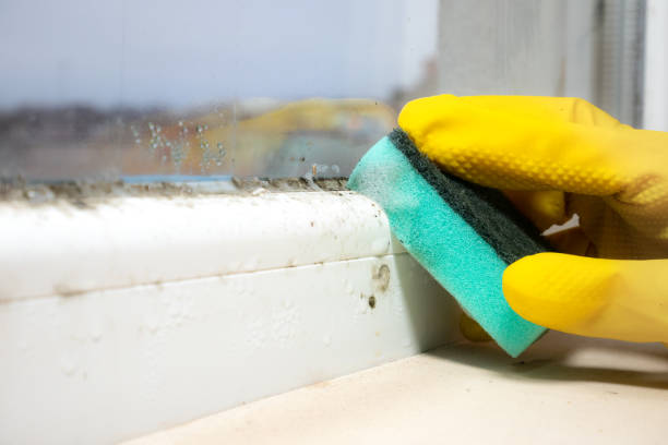 Best Mold Removal Company Near Me  in Springfield, MA