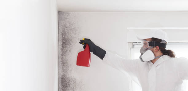 Best Crawl Space Mold Removal  in Springfield, MA
