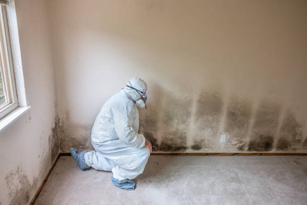 Home Mold Removal in Springfield, MA