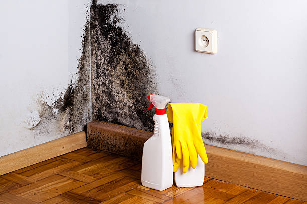 Best Mold Removal Near Me  in Springfield, MA
