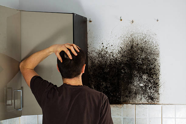 Best Emergency Mold Removal  in Springfield, MA