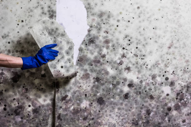 Best Toxic Mold Removal  in Springfield, MA