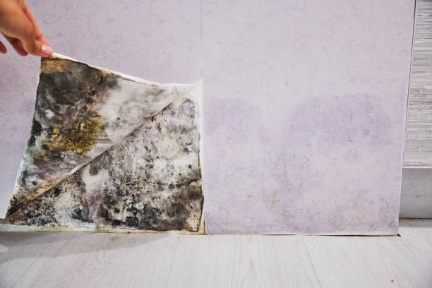 Professional Mold Removal in Springfield, MA